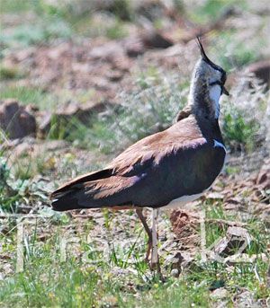 Чибис, или Пигалица - Northern Lapwing - Vanellus vanellus